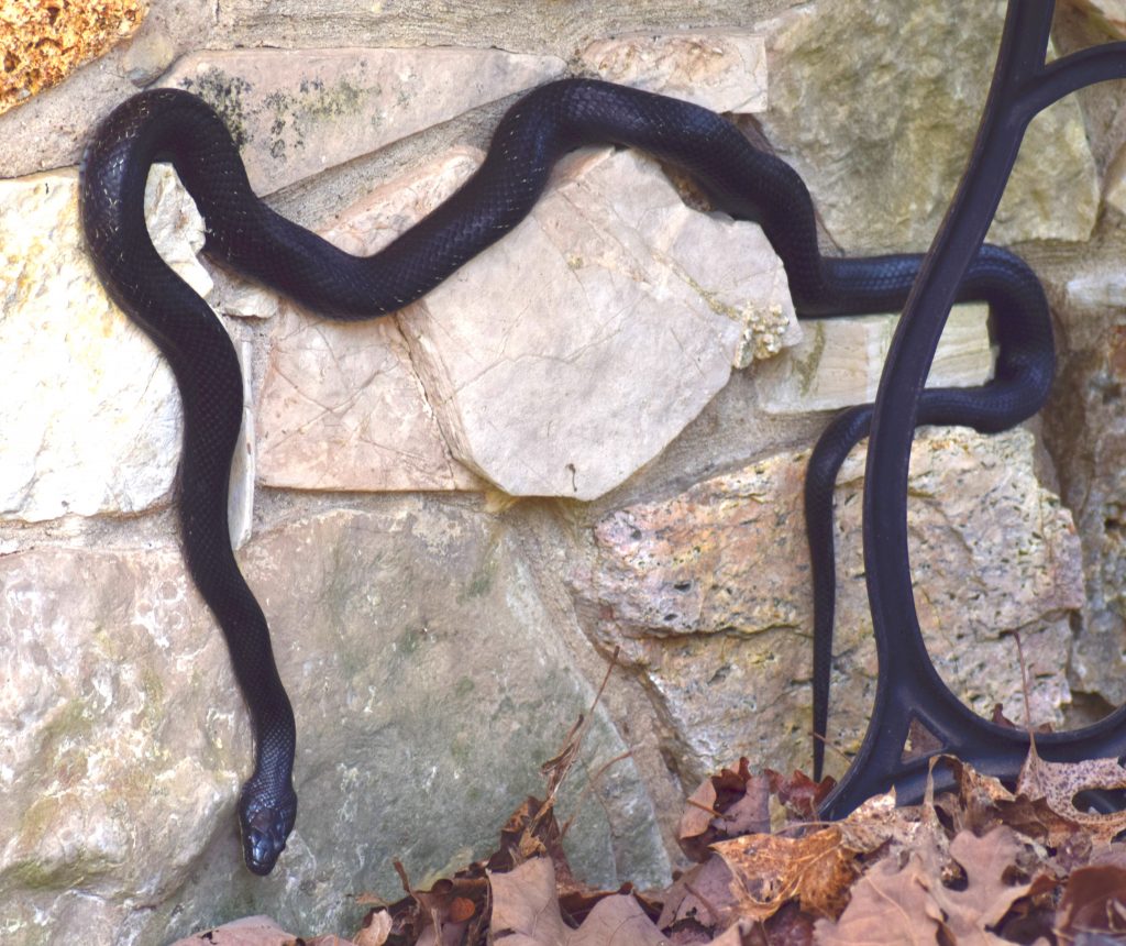 Black Rat Snake