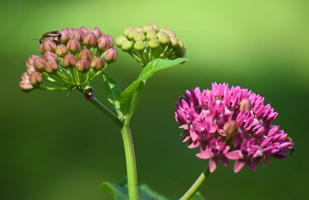 Common Milkweed - Bokeh technique
