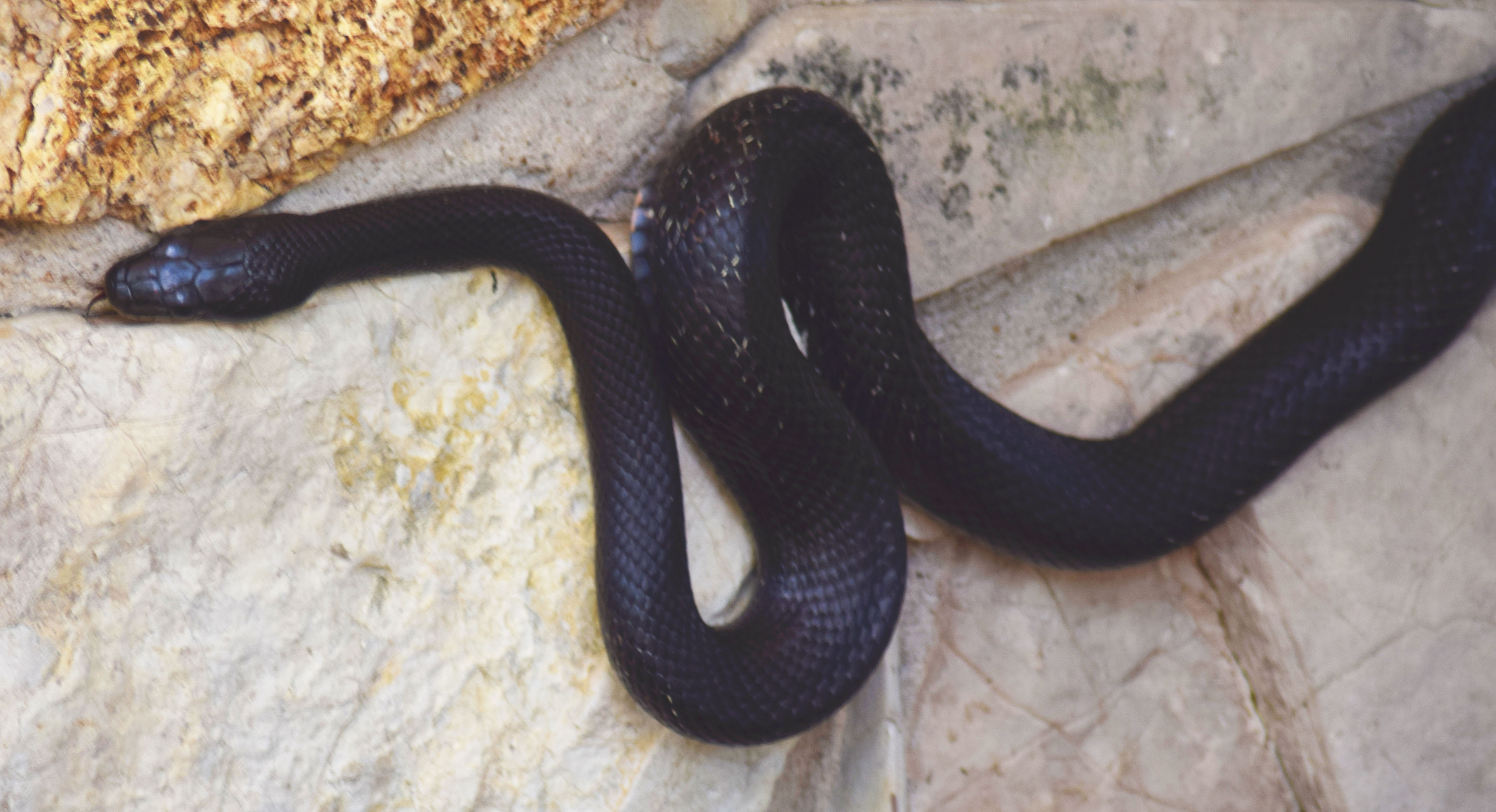 Rat Snake Closeup 