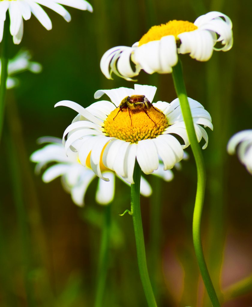 Wildflowers at the Farm