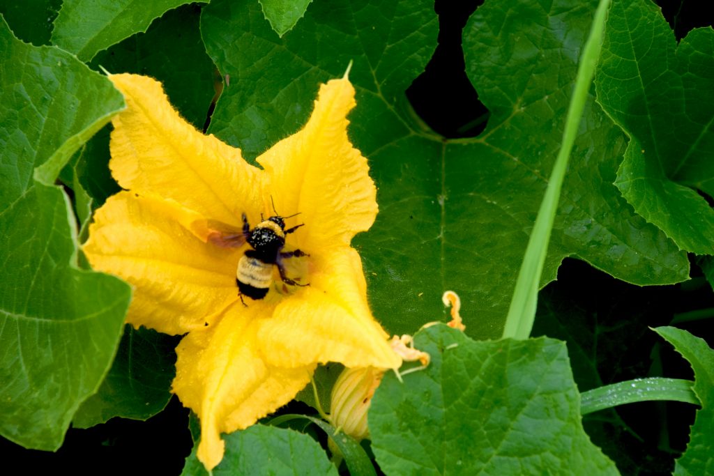 Bumble Bee working the blossoms