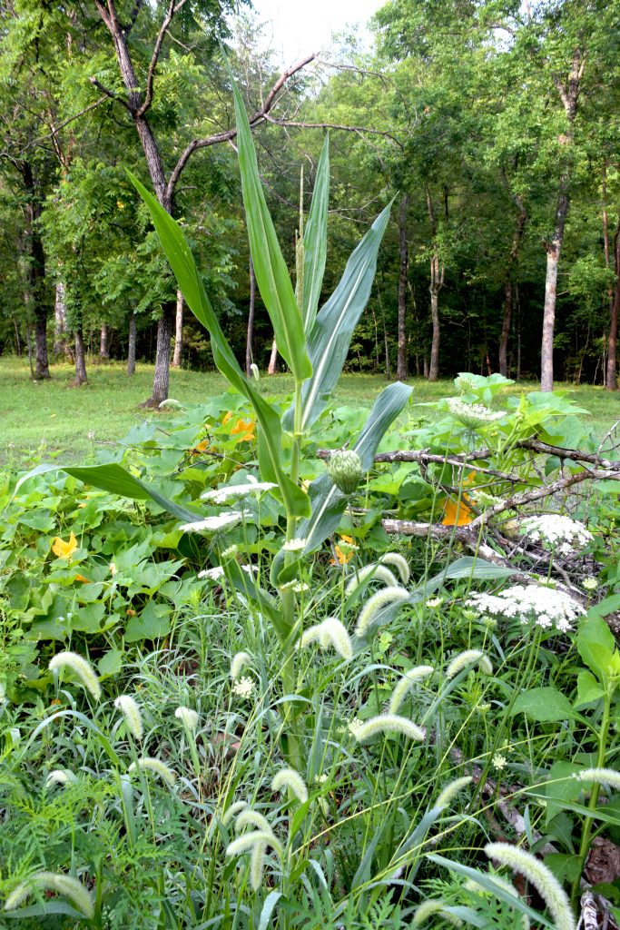 Burn pile with pumpkins, Queen Anne's Lace, and one lonely corn plant.
