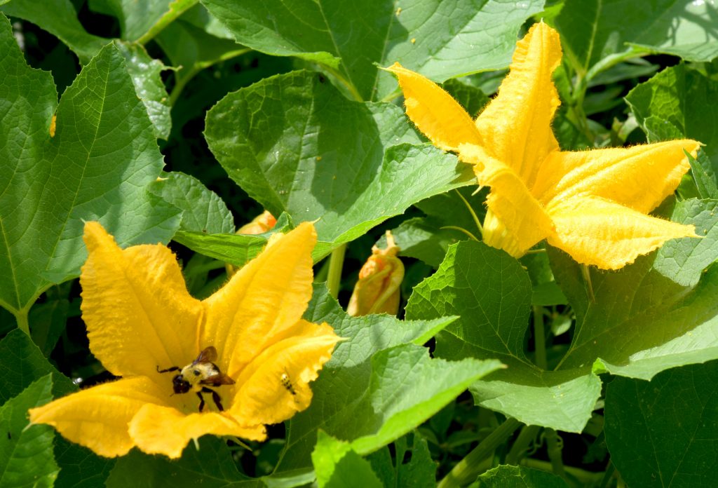 Pumpkin blossoms, bumble bee.