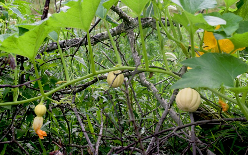Small pumpkins among the brush waiting to be burned